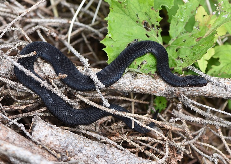 Vipera berus